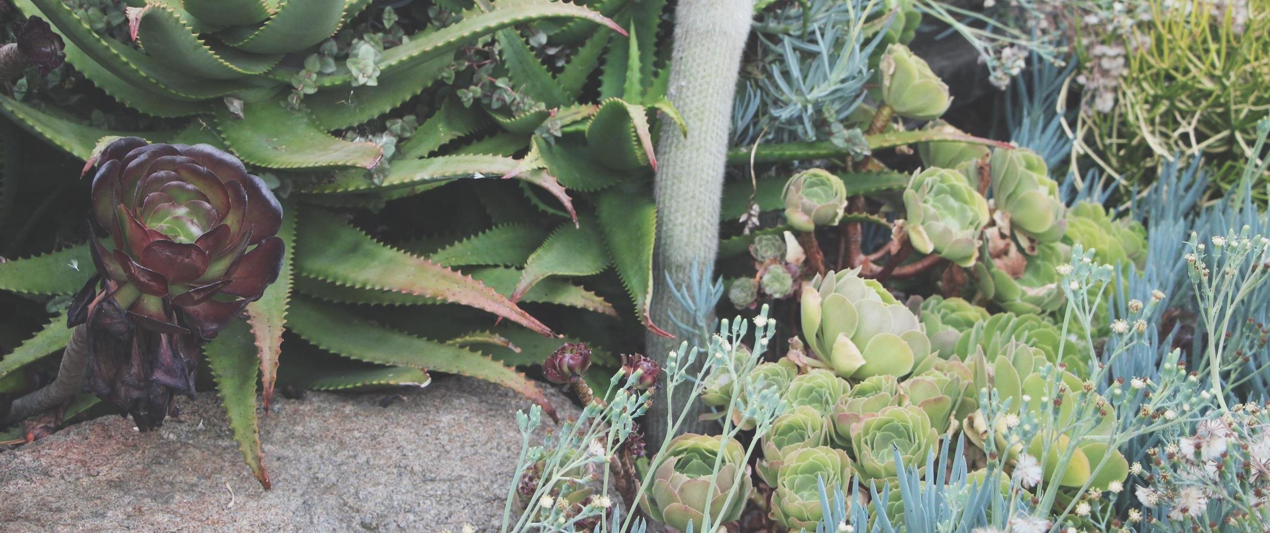 Cacti and Succulents in Old Town, CA via Needles + Leaves